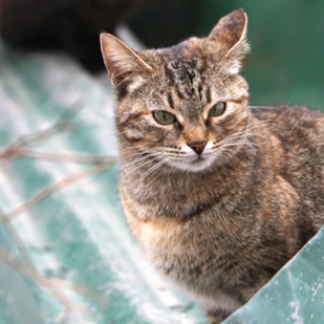 Воронежская кошка проехала 500 километров под капотом автомобиля