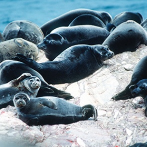 Отдыхающих на льдине нерп перепутали с терпящими бедствие рыбаками