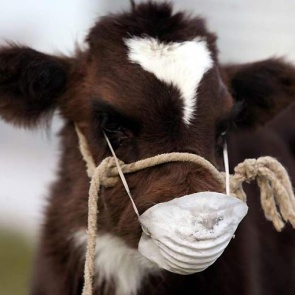 Рост числа случаев бешенства ожидают в Хакасии