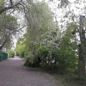 Последствия ураганного ветра