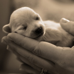 20 июня состоится Благотворительная Ярмарка от Группы бездомных животных г.Ачинска