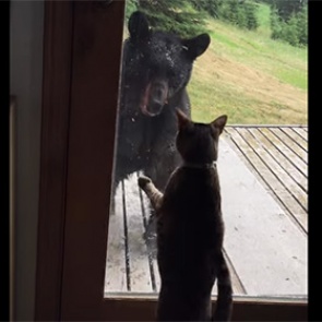 На Аляске домашняя кошка прогнала медведя от дома