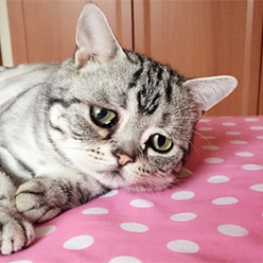 Кошка-пессимист стала новой звездой Instagram