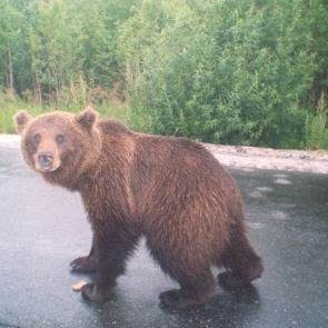 В деревне Карловка видели медведя