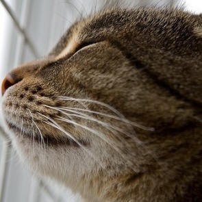 Важная информация для владельцев кошек!