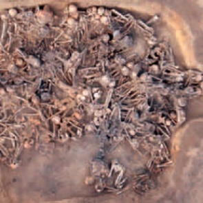 Археологи нашли массовые захоронения жертв неизвестной болезни