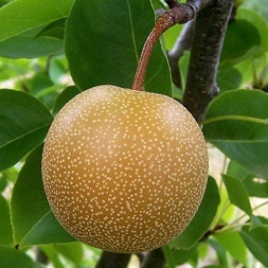 Грушевый сок назвали средством от похмелья