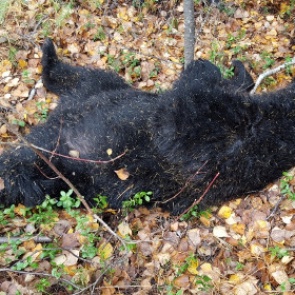 Под Комсомольском охотник и медведь убили друг друга