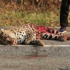 В Приморье автомобилист насмерть сбил краснокнижного леопарда