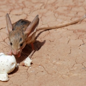 В Московском зоопарке отчаявшихся тушканчиков решили хранить в холодильнике