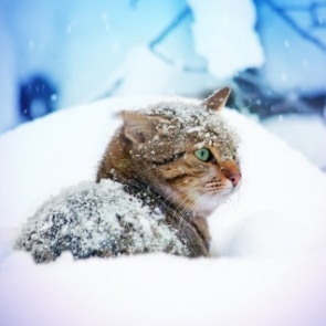 К среде в Ачинске усилятся морозы