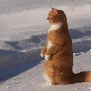 Начало зимы в Ачинске будет очень теплым