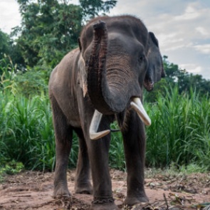 В Таиланде взбесившийся слон убил шотландского туриста