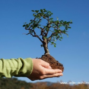 Горожане Ачинска активно подключились к озеленению города