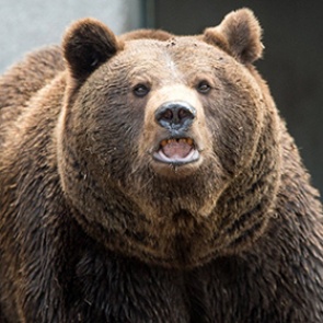 В Хабаровском крае медведь загрыз мужчину