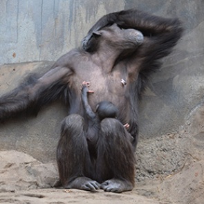 Шимпанзе признали опасными для человека