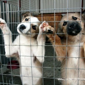 Ачинцев приглашают принять участие в сборе пожертвований в приют для животных «Доброе сердце»