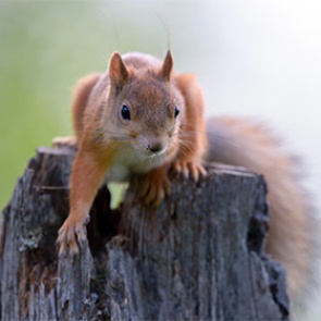 Белки оказались разносчиками проказы