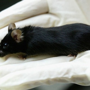 Раскрыта главная причина аутизма