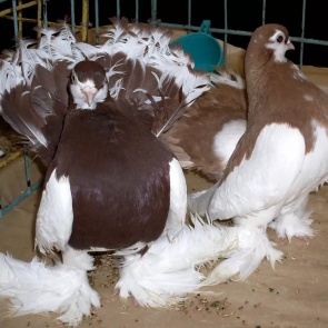 В ачинском Дворце культуры состоится выставка голубей