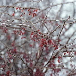 Прохладные выходные в Ачинске сменит весеннее тепло