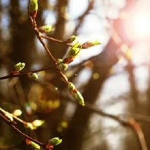 Значительное потепление и дожди ждут ачинцев на этой неделе