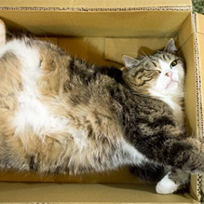 Самый популярный в мире кот попал в Книгу рекордов Гиннесса