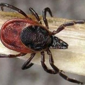 В Ачинске и Ачинском районе зарегистрированы первые случаи присасывания клещей