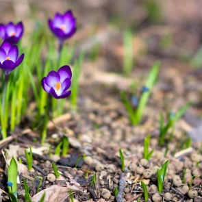 Потепление придет в Ачинск к концу недели