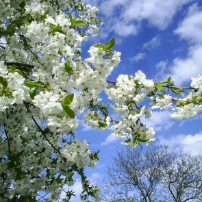 Наступившая рабочая неделя принесет в Ачинск тепло и дожди