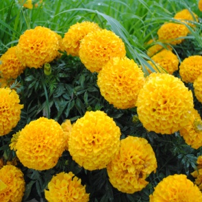 5 июня в Ачинске начнется масштабная высадка цветов