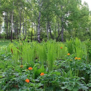 Мужчина ушел в лес за цветами для жены и пропал: нашли в болоте