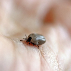 О заболеваемости инфекциями, передающимися клещами за период с 24 по 30 мая 2017 года