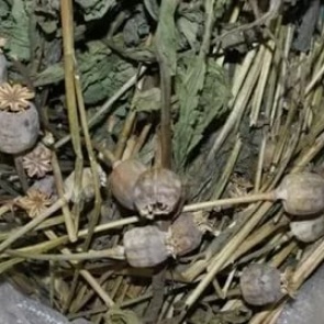 Сотрудники полиции проводят оперативно-профилактическую операцию «Мак»