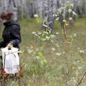 Из-за аномальной жары в Красноярске на месяц раньше начался грибной сезон