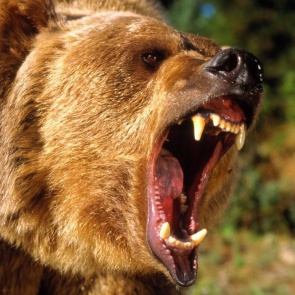 В Кемеровской области медведь задрал собаку вместо ее хозяина