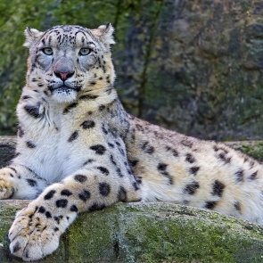 В Красноярский край из Татарстана завезут редких хищников