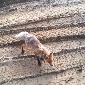 Дальнобойщики на трассе прикормили голодную и очень худую лису