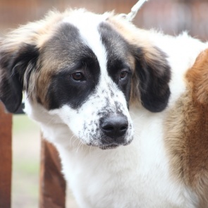 Ситуация вокруг законопроекта «Об ответственном обращении с животными»