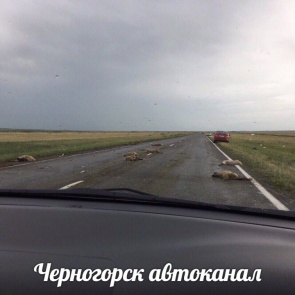 Массовое ДТП с баранами