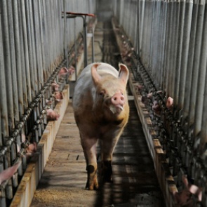 Россия запретила ввоз свиней из Румынии