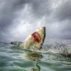 Белая акула напала на человека в Хургаде
