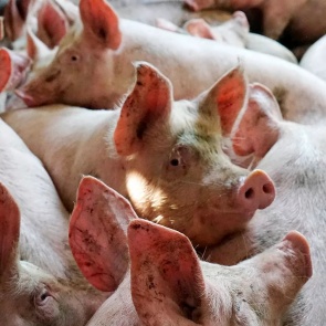 Россельхознадзор нашел вирус африканской чумы в изготовленных на зоне сосисках