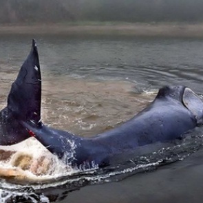 Застрявший в Хабаровском крае кит с приливом ушел в море