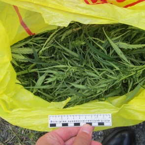 В Ачинске поймали наркоторговца с марихуаной