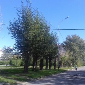 В Ачинске разыскивают владельца воздушной кабельной линии