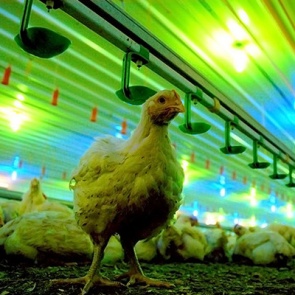 Тухлый номер. Россияне рискуют закупиться отравленными продуктами и умереть.