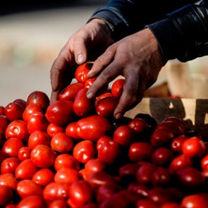 Турецким помидорам предрекли возвращение на российский рынок в октябре