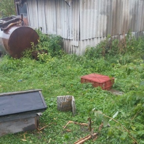 Медведь вышел к людям в Ачинском районе