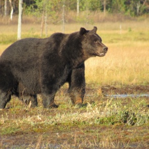 Медведь загнал красноярского спортсмена на дерево